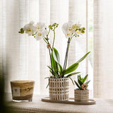 Kolibri Company | Plantenset Le Chic small | Witte Phalaenopsis Orchid Amabilis i Sukkulent inkl. keramiken sierpotten op crème organisch dienblad