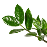 Zamioculcas Zamiifolia Ø17cm - ↕40-50 cm