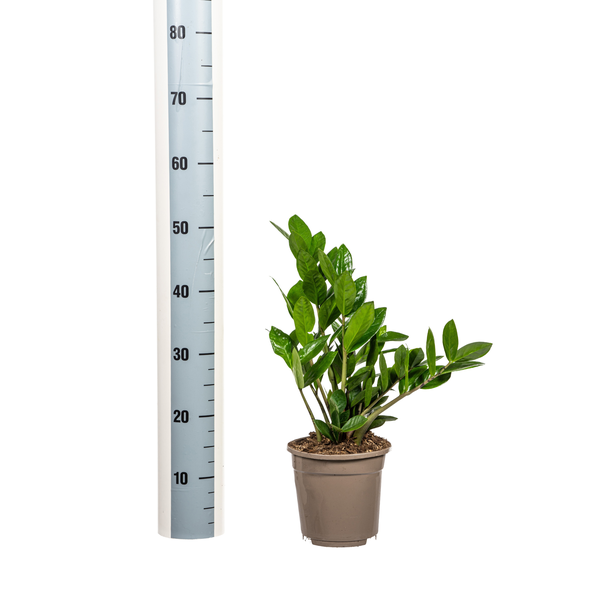 Zamioculcas Zamiifolia Ø17cm - ↕40-50 cm
