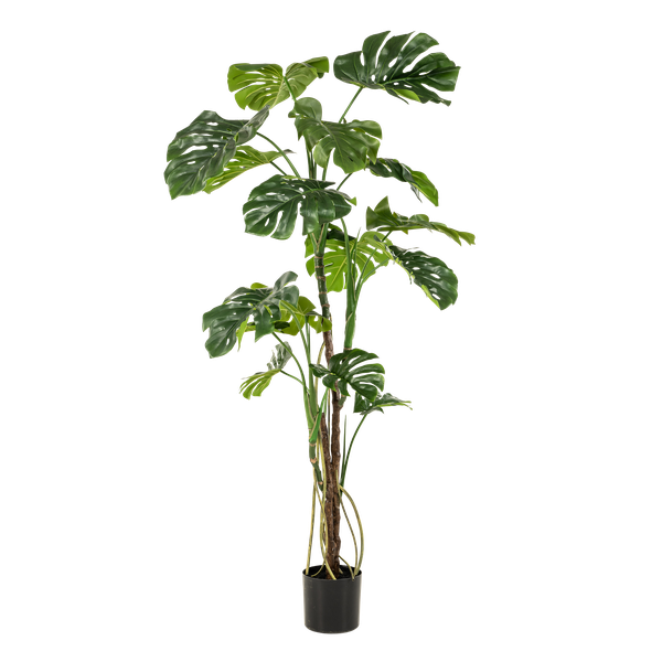 Monstera artificiel h180cm