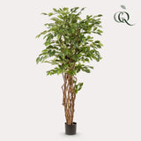 Ficus Liana artificiel h170cm
