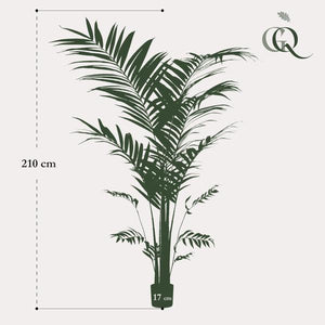 Kunstplante - Kentia -Kentiapalm - 210cm