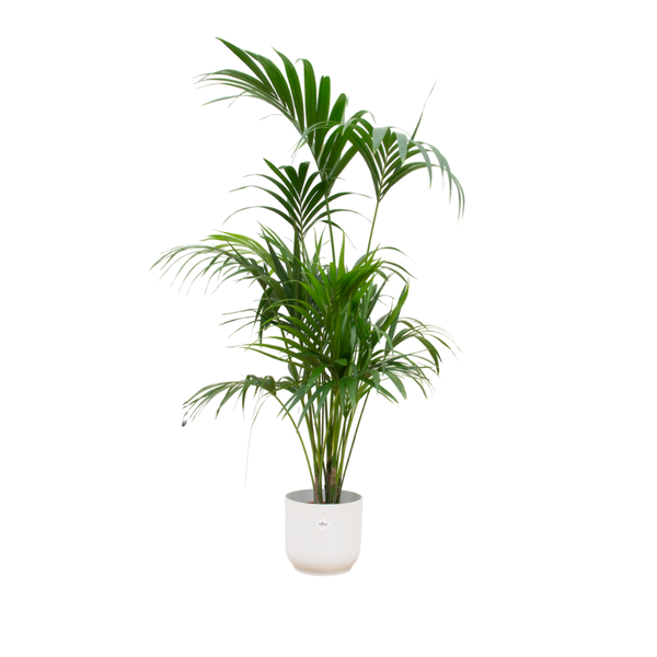 Kombitilbud - Kentia palme medfølger med Vibes Fold Rund med Ø30 - 180 cm