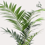 Kunstplante - Kentia -Kentiapalm - 210cm