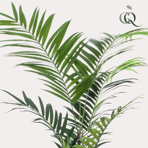 Kunstplante - Kentia -Kentiapalm - 210cm