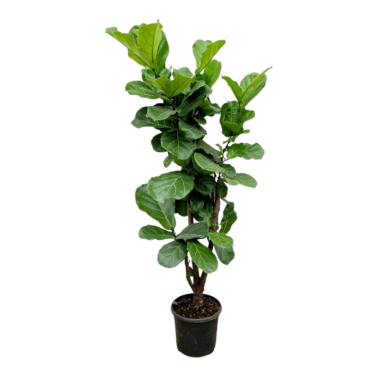 Ficus Lyrata vertakt - 180 cm - ⌀30