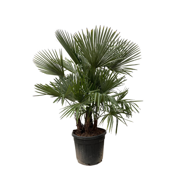 Trachycarpus multi stam - 200cm - Ø45