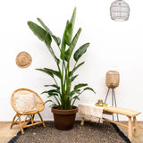 Strelitzia Augusta flerstammet