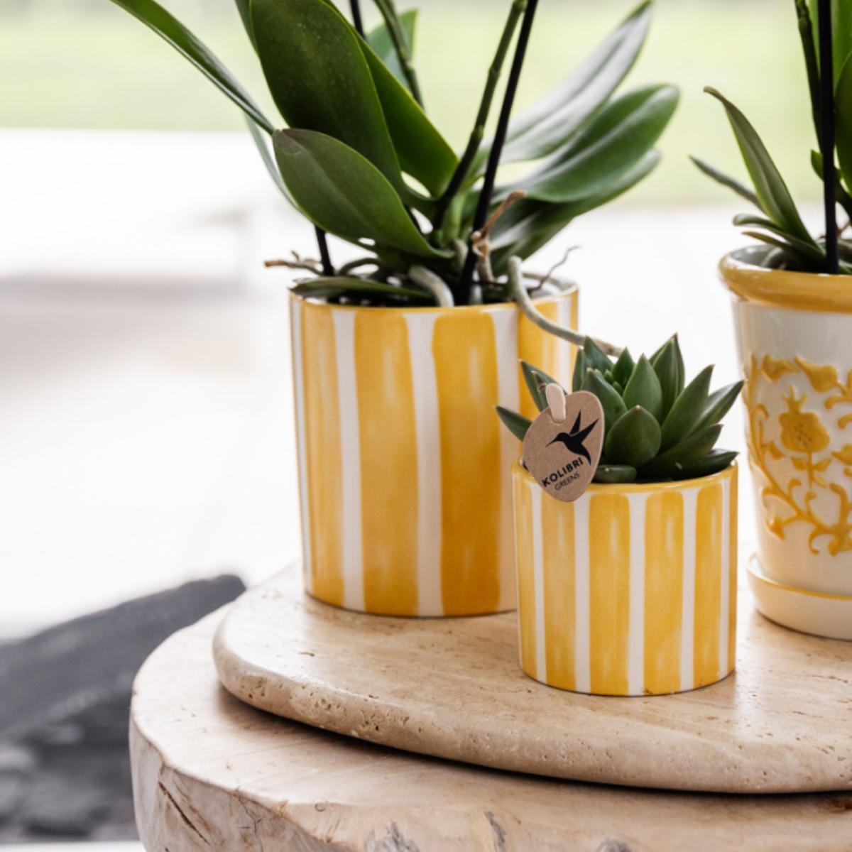 Kolibri Company | Gavesæt Mediterranean Sunset | Plantenset met witte Phalaenopsis Orchidee Lausanne en Sukkulenter inkl. keramik keramik