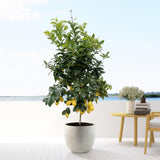 Citrus Citron - 200cm - ø40
