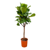 Ficus Lyrata bom - 180cm - ⌀30