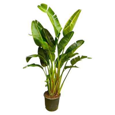 Strelitzia Augusta flerstammet