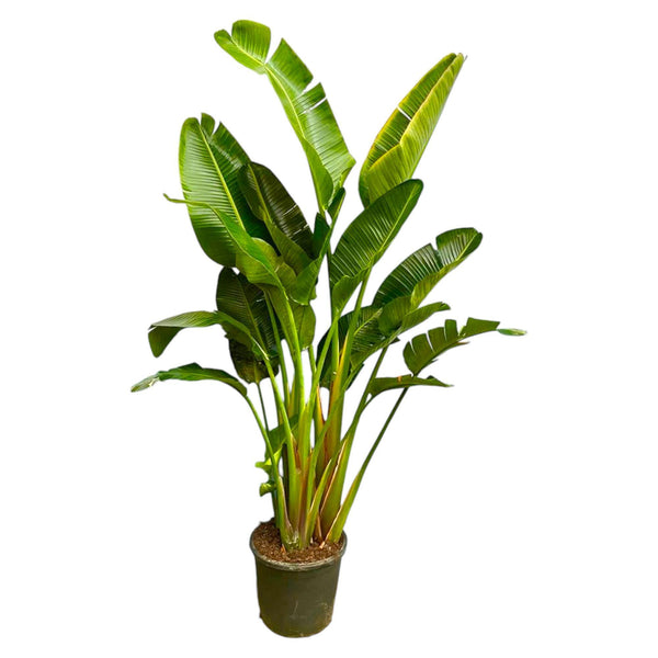 Strelitzia Augusta flerstammet