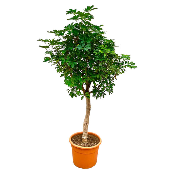 Schefflera op stam - 225cm - ø45