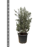 Olea Europaea streg - 225cm- Ø50