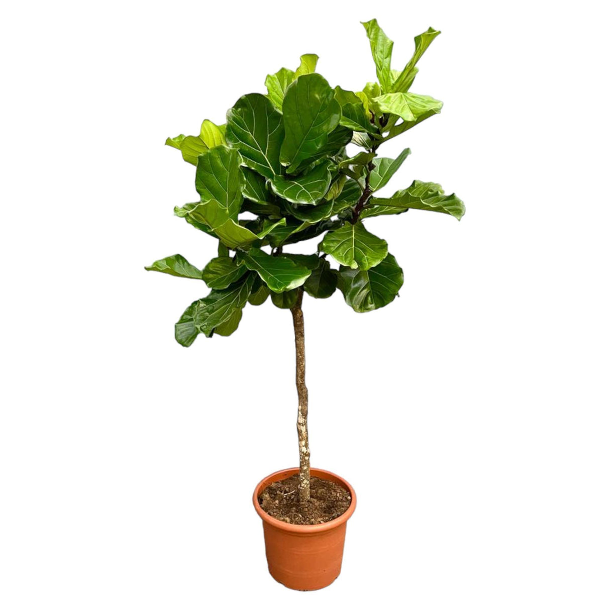 Ficus Lyrata bom XXL - 210 cm - ø40