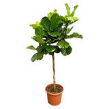 Ficus Lyrata bom XXL - 210 cm - ø40