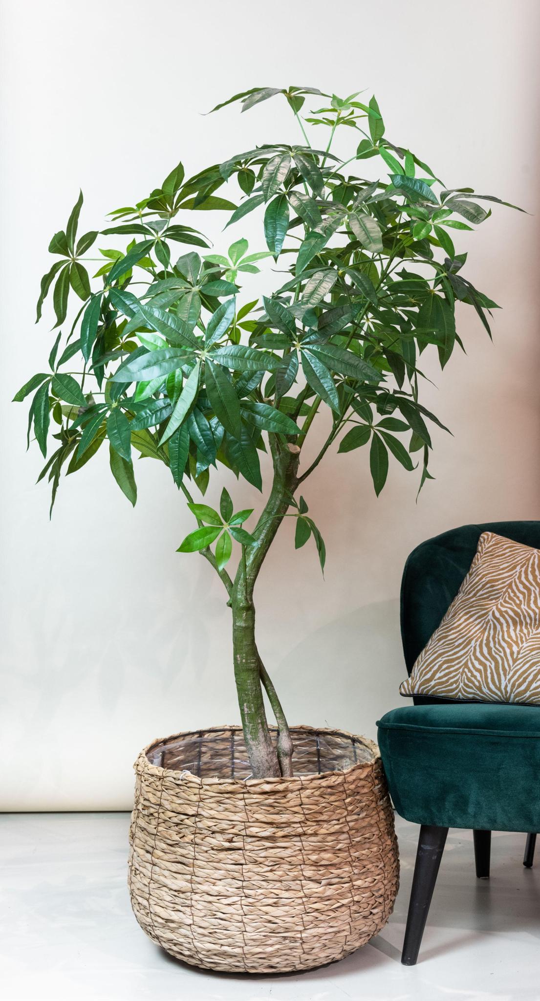 Kunstplante - Pachira Aquatica - Geldboom - 180 cm