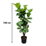 Ficus Lyrata vertakt - 180 cm - ⌀30