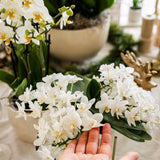 Kolibri orkideer | Witte phalaenopsis orkidé - Nazaré - potmaat Ø9cm | bloeiende kamerplant - vers van de kweker