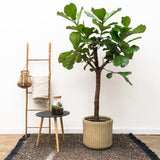 Ficus Lyrata bom XXL - 210 cm - ø40