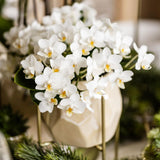 Kolibri orkideer | Witte phalaenopsis orkidé - Nazaré - potmaat Ø9cm | bloeiende kamerplant - vers van de kweker