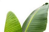 Strelitzia Augusta - 210 cm - ⌀30