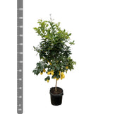 Citrus Citron - 200cm - ø40