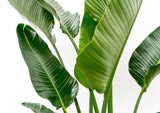 Strelitzia Augusta flerstammet