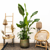 Strelitzia Nicolai luksus XXL - 250cm - ø40