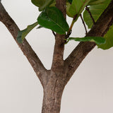 Ficus Lyrata bom XXXL - 300cm - ø55