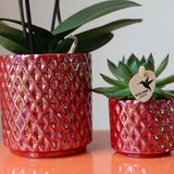 Kolibri orkideer | rode phalaenopsis orkidé Congo + Pearl Pot rød - potmaat Ø9cm | bloeiende kamerplant - vers van de kweker