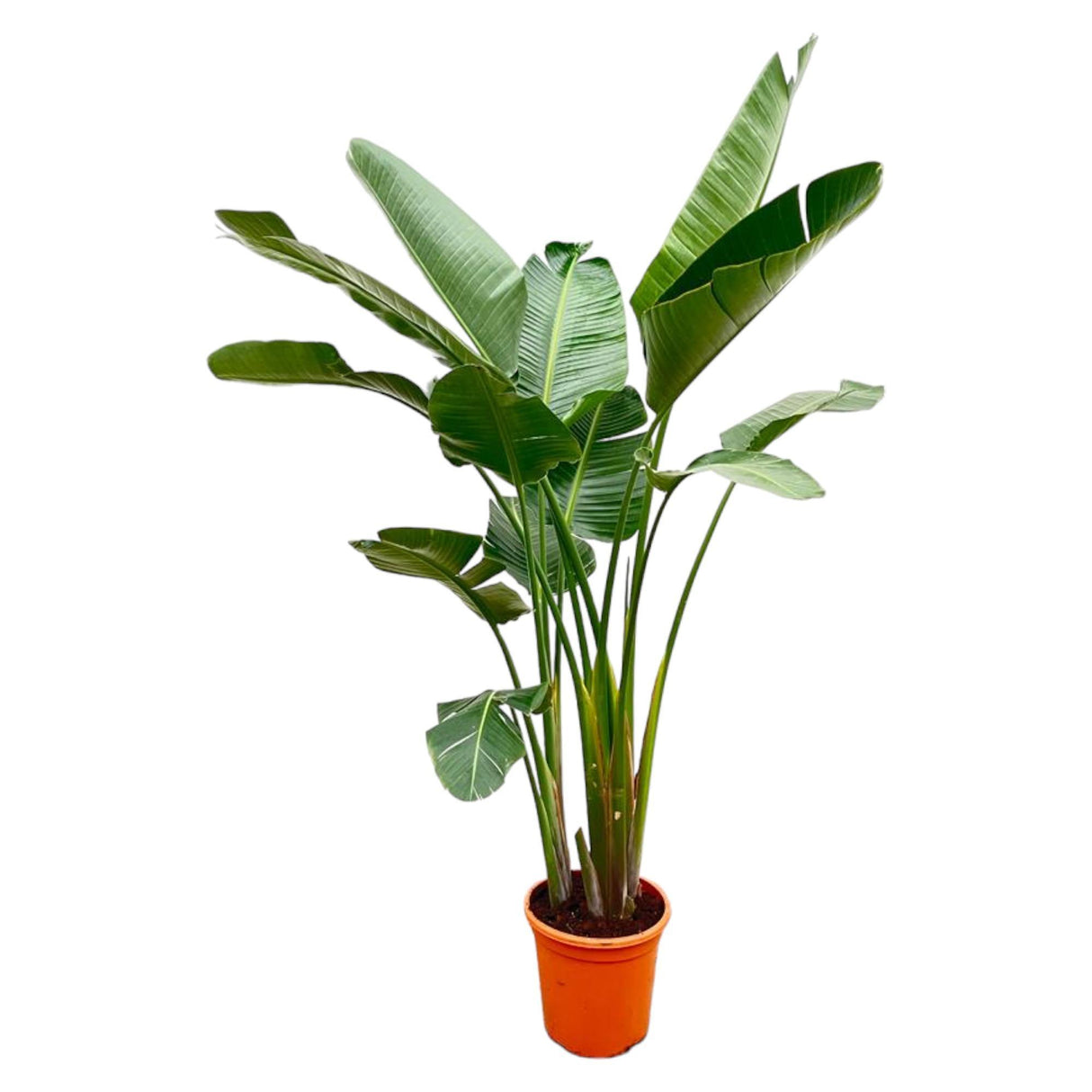 Luksus Strelitzia Augusta XXL - 250cm - ø38