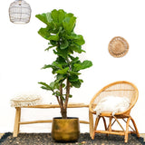 Ficus Lyrata vertakt - 180 cm - ⌀30