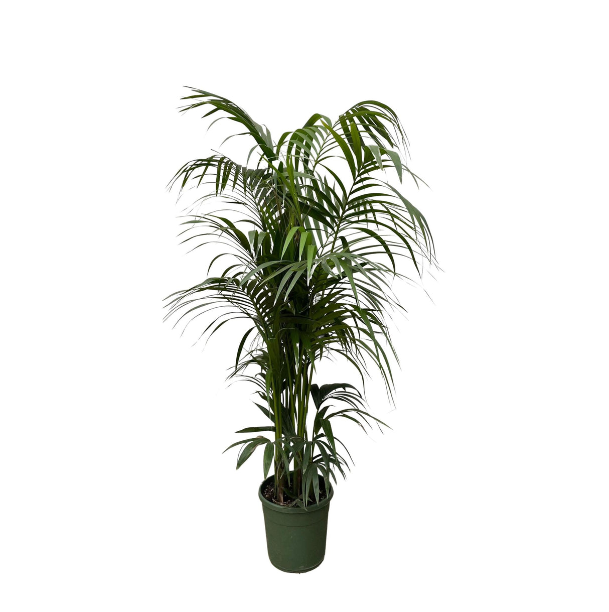 Kentia palme - 230 cm - ø38
