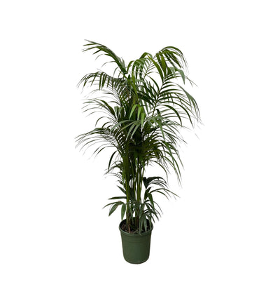 Kentia palme - 230 cm - ø38