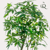 Kunstplante - Pachira Aquatica - Geldboom - 180 cm