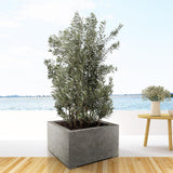 Olea Europaea streg - 225cm- Ø50