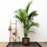Kentia palme - 230 cm - ø38