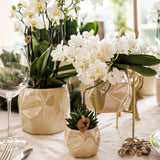 Kolibri orkideer | Witte phalaenopsis orkidé - Nazaré - potmaat Ø9cm | bloeiende kamerplant - vers van de kweker