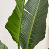 Strelitzia Augusta flerstammet