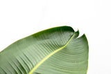 Luksus Strelitzia Augusta XXL - 250cm - ø38