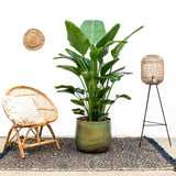 Strelitzia Nicolai luksus XXL - 250cm - ø40