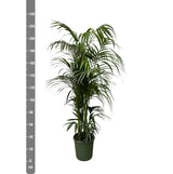 Kentia palme - 230 cm - ø38