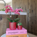 Kolibri orkideer | rode phalaenopsis orkidé Congo + Pearl Pot rød - potmaat Ø9cm | bloeiende kamerplant - vers van de kweker