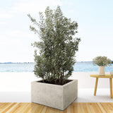 Olea Europaea streg - 225cm- Ø50