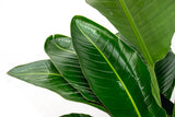 Strelitzia Nicolai luksus XXL - 250cm - ø40