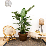 Strelitzia Nicolai luksus XXL - 250cm - ø40
