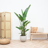 Strelitzia Augusta flerstammet