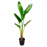 Strelitzia Augusta - 210 cm - ⌀30